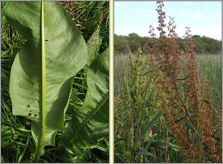 Water Dock, Rumex hydrolapathum, Copg uisce