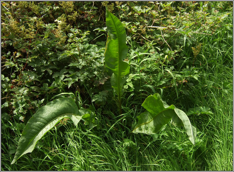 Water Dock, Rumex hydrolapathum, Copg uisce