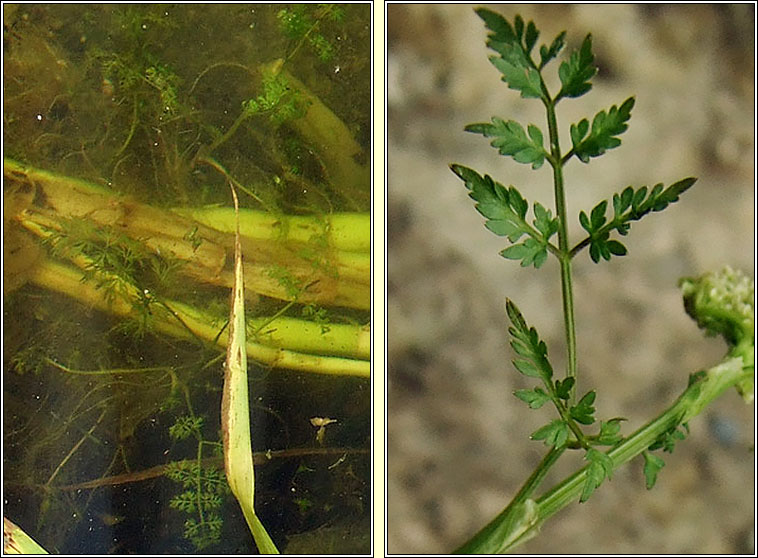 Fine-leaved Water-dropwort, Oenanthe aquatica, Dathabha uisce