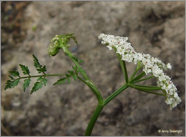 Fine-leaved Water-dropwort, Oenanthe aquatica, Dathabha uisce