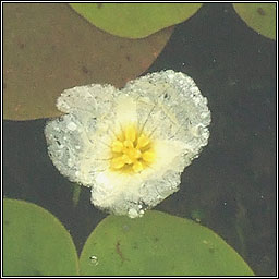 Frogbit, Hydrocharis morsus-ranae, Greim an loscin