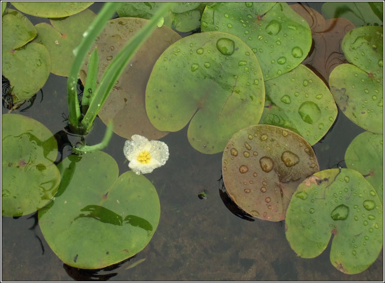 Frogbit, Hydrocharis morsus-ranae, Greim an loscin