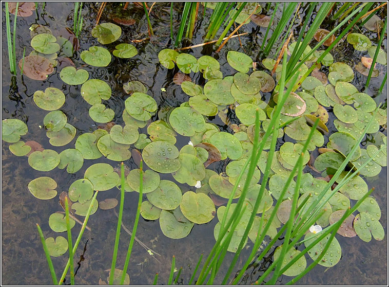 Frogbit, Hydrocharis morsus-ranae, Greim an loscin