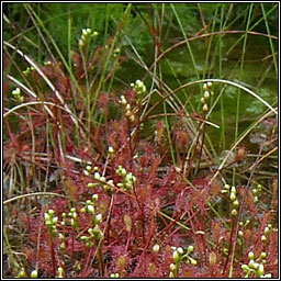 Great Sundew, Drosera anglica, Cails Mhuire mhr