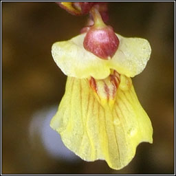 Lesser Bladderwort, Utricularia minor, Lus borraigh beag