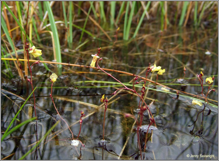 Lesser Bladderwort, Utricularia minor, Lus borraigh beag