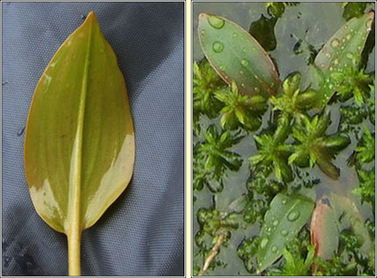 Fen Pondweed, Potamogeton coloratus, Liach eanaigh