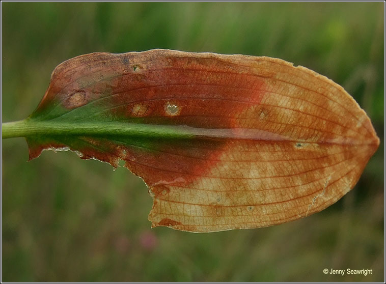 Fen Pondweed, Potamogeton coloratus, Liach eanaigh