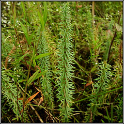 Mare's-tail, Hippuris vulgaris, Colgrach