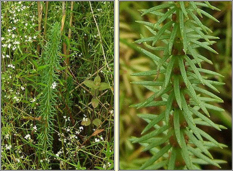 Mare's-tail, Hippuris vulgaris, Colgrach