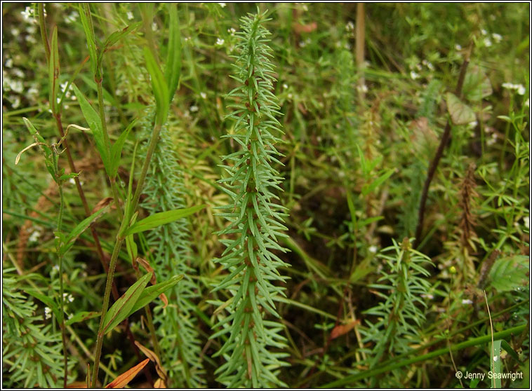 Mare's-tail, Hippuris vulgaris, Colgrach