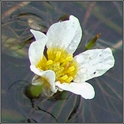 Thread-leaved Water-crowfoot, Ranunculus trichophyllus, Nal uisce ribeach