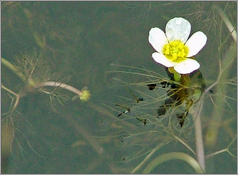 Thread-leaved Water-crowfoot, Ranunculus trichophyllus, Nal uisce ribeach