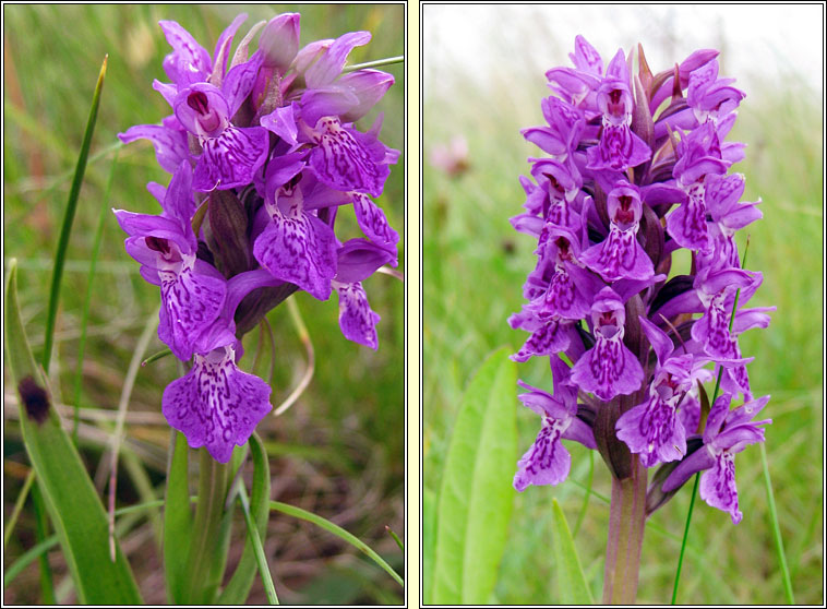 Northern Marsh-orchid, Dactylorhiza purpurella, Magairln corcra