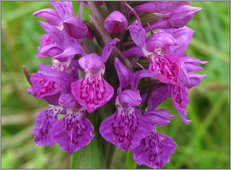 Northern Marsh-orchid, Dactylorhiza purpurella, Magairln corcra