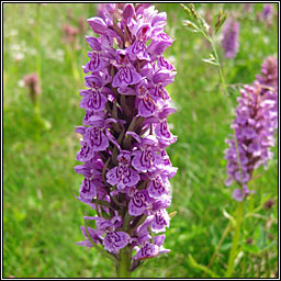 Dactylorhiza x venusta, Dactylorhiza fuchsii x purpurella