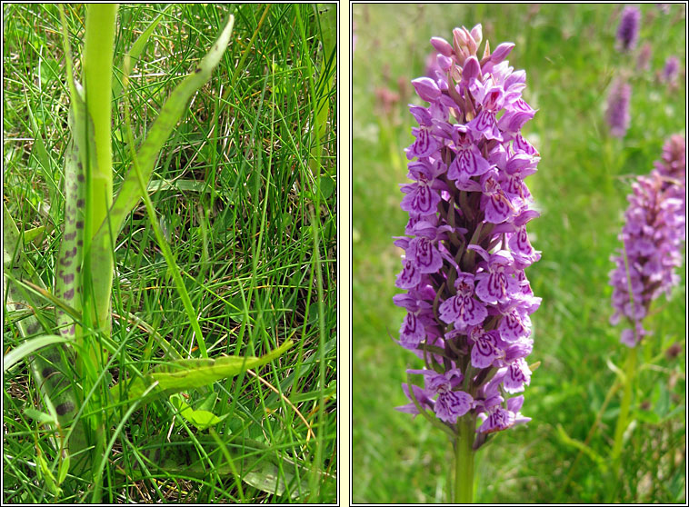 Dactylorhiza x venusta, Dactylorhiza fuchsii x purpurella