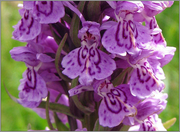 Dactylorhiza x venusta, Dactylorhiza fuchsii x purpurella