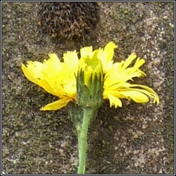 Clasping-leaved Hawkweed, Hieracium cerinthiforme