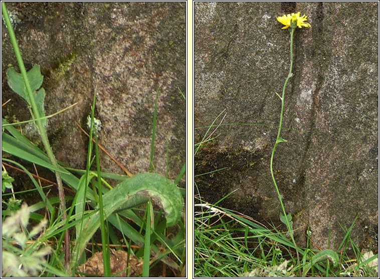 Clasping-leaved Hawkweed, Hieracium cerinthiforme