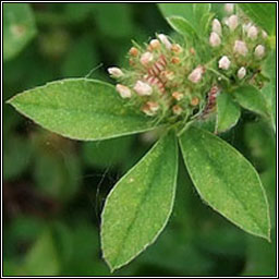 Knotted Clover, Trifolium striatum, Seamair striocach