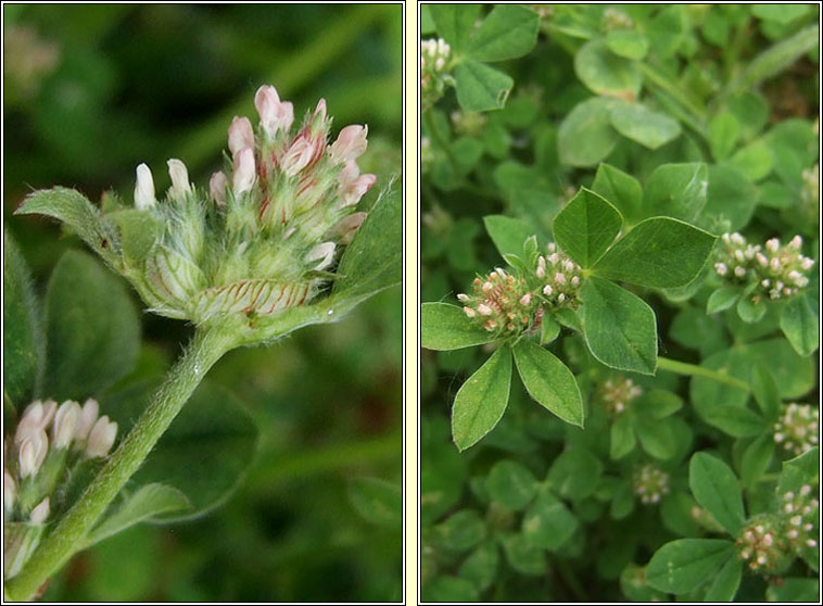 Knotted Clover, Trifolium striatum, Seamair striocach