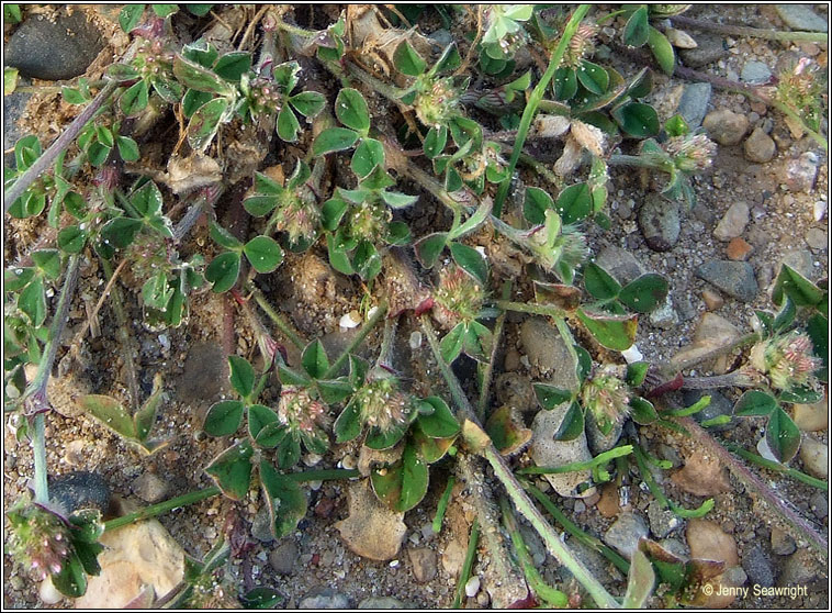 Knotted Clover, Trifolium striatum, Seamair striocach