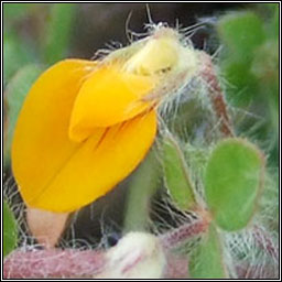 Hairy Bird's-foot-trefoil, Lotus subbiflorus, Crobh in mosach