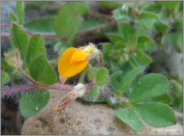 Hairy Bird's-foot-trefoil, Lotus subbiflorus, Crobh in mosach