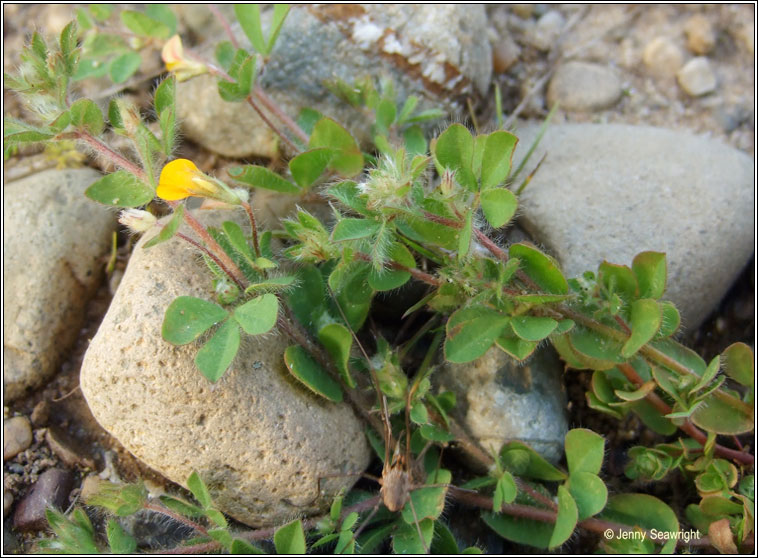 Hairy Bird's-foot-trefoil, Lotus subbiflorus, Crobh in mosach