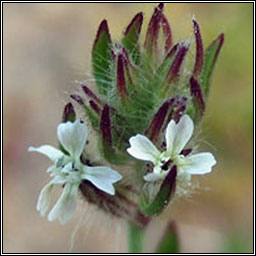 Small-flowered Catchfly, Silene gallica, Coiren Francach