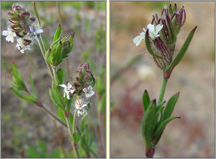 Small-flowered Catchfly, Silene gallica, Coiren Francach