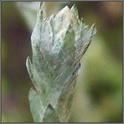 Small Cudweed, Logfia minima, Cithluibh bheag