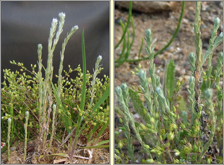 Small Cudweed, Logfia minima, Cithluibh bheag