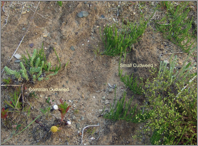 Small Cudweed, Logfia minima, Cithluibh bheag