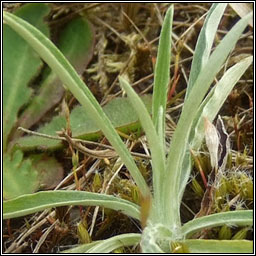 Heath Cudweed, Omalotheca sylvatica, Gnamhlus mna