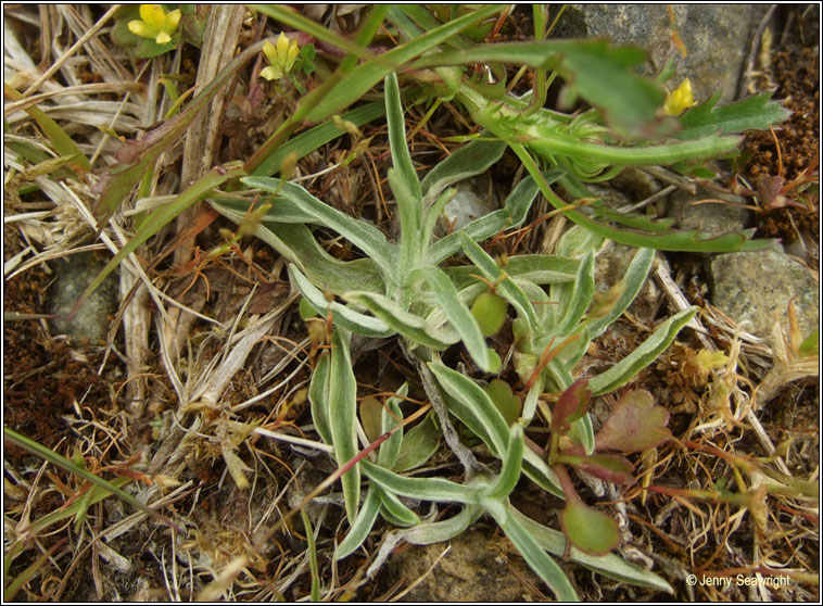 Heath Cudweed, Omalotheca sylvatica, Gnamhlus mna