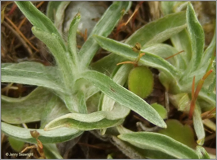 Heath Cudweed, Omalotheca sylvatica, Gnamhlus mna