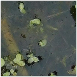 Least Duckweed, Lemna minuta