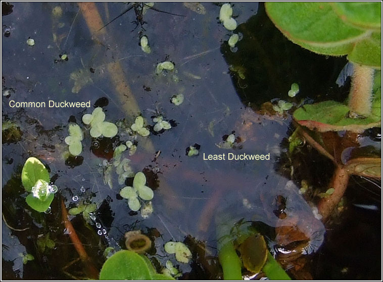 Least Duckweed, Lemna minuta