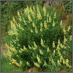 Tree Lupin, Lupinus arboreus, Lipn crua