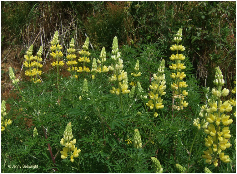 Tree Lupin, Lupinus arboreus, Lipn crua