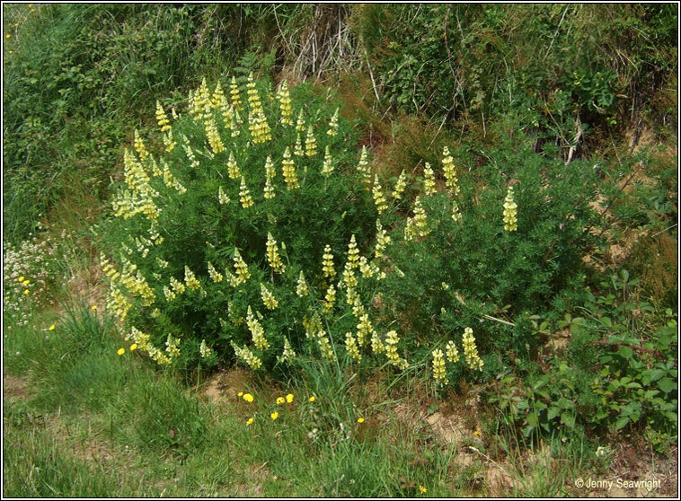 Tree Lupin, Lupinus arboreus, Lipn crua