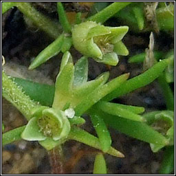 Annual Knawel, Scleranthus annuus, Cabhair Mhuire