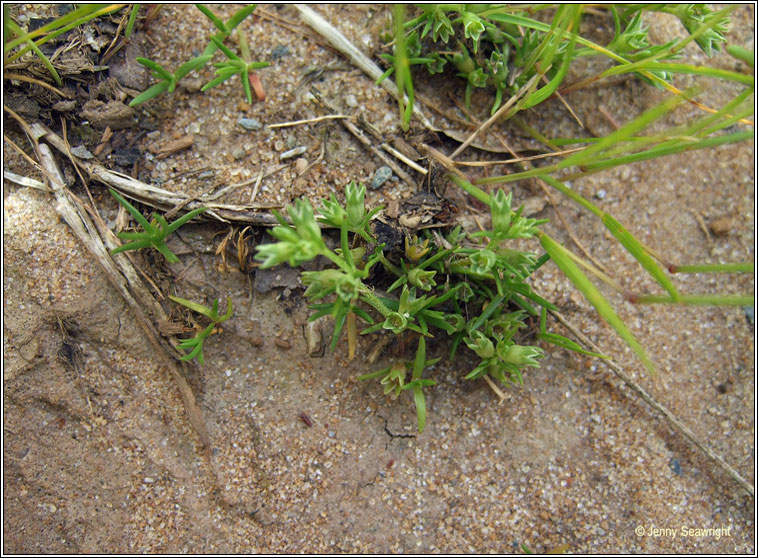 Annual Knawel, Scleranthus annuus, Cabhair Mhuire