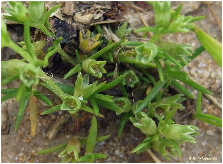 Annual Knawel, Scleranthus annuus, Cabhair Mhuire