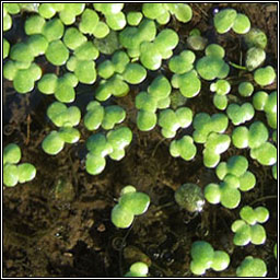 Common Duckweed, Lemna minor, Ros lachan