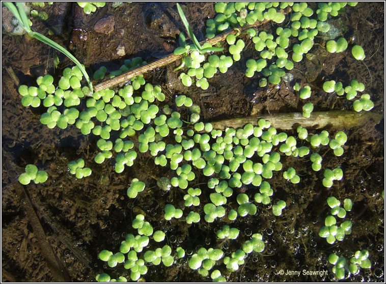 Common Duckweed, Lemna minor, Ros lachan