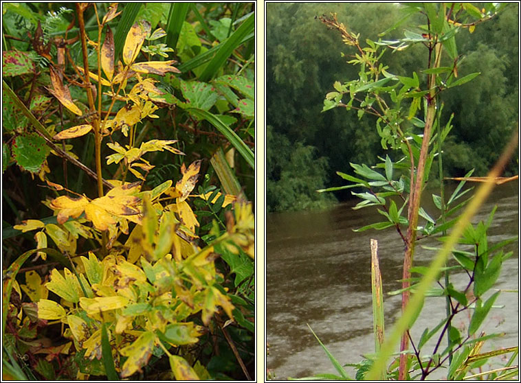 Common Meadow-rue, Thalictrum flavum, R lana