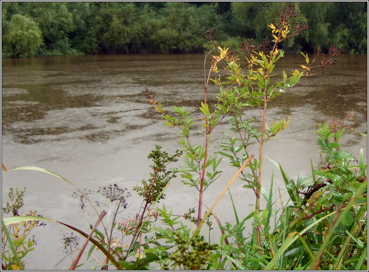 Common Meadow-rue, Thalictrum flavum, R lana